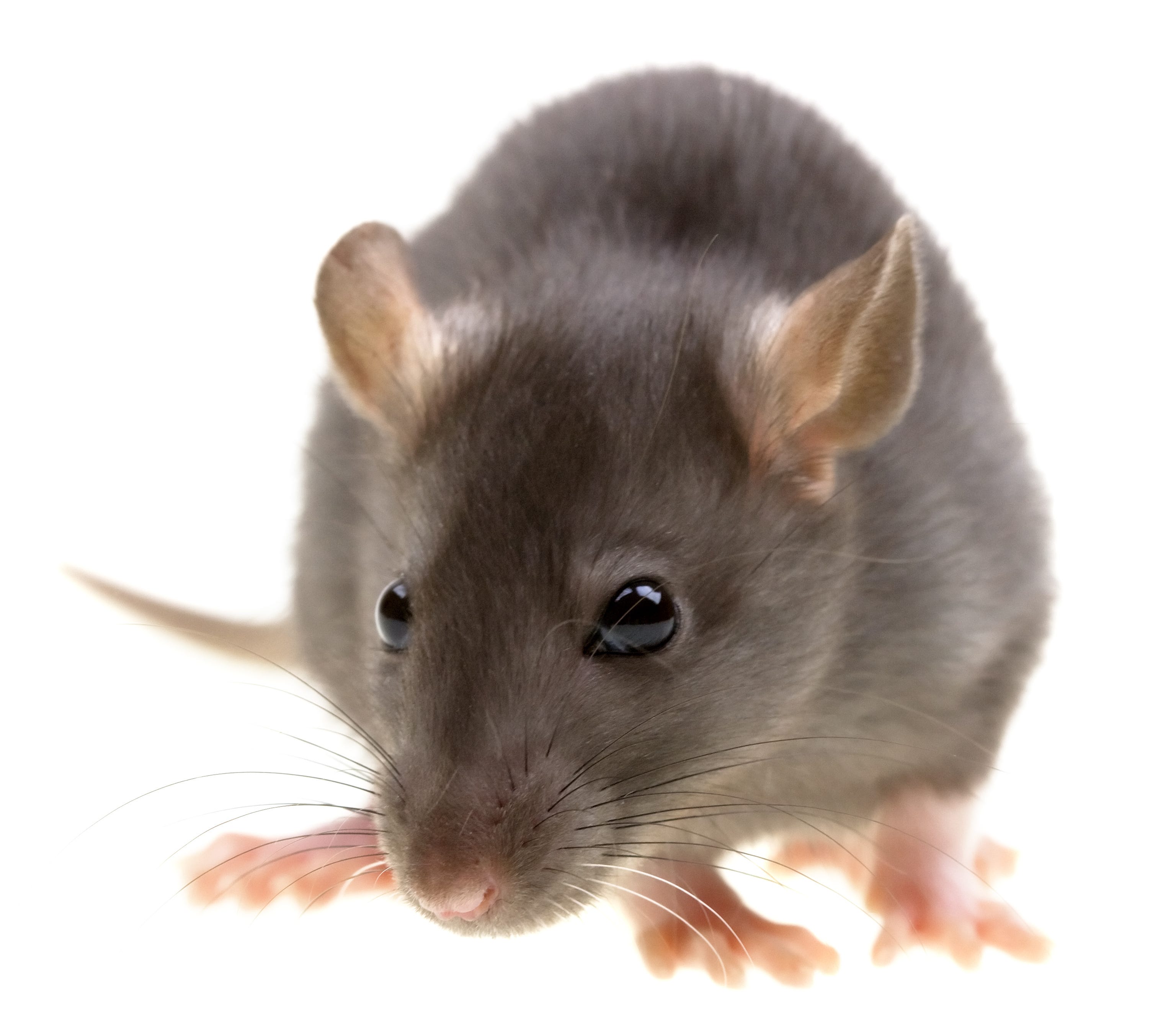 how to kill rats